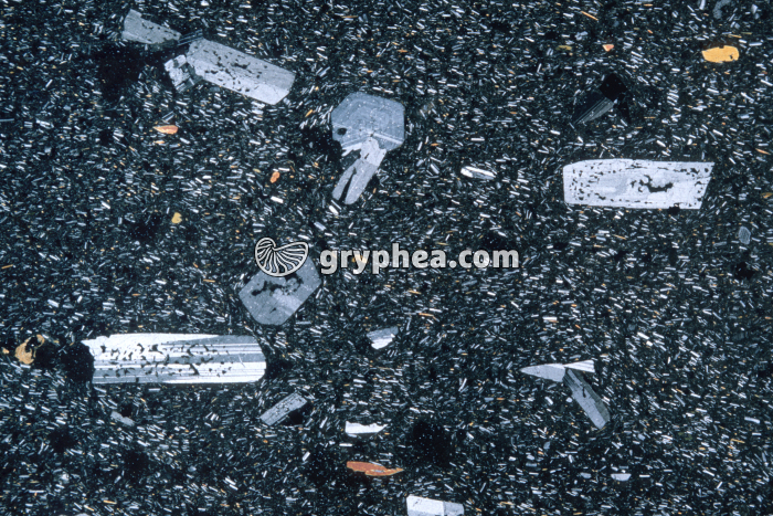 Trachyte LPA x1,5 - gryphea.com